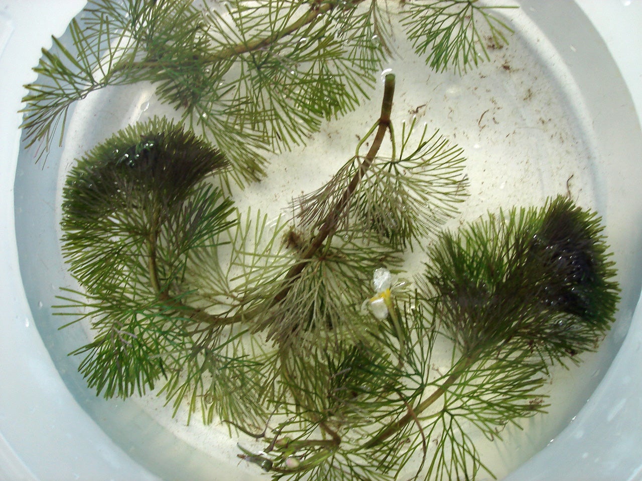 Submersed Aquatic Plants Outdoor Alabama